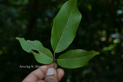 Spatholobus purpureus
